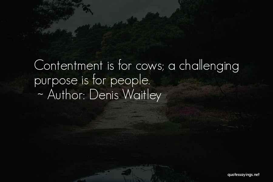 Denis Waitley Quotes: Contentment Is For Cows; A Challenging Purpose Is For People.