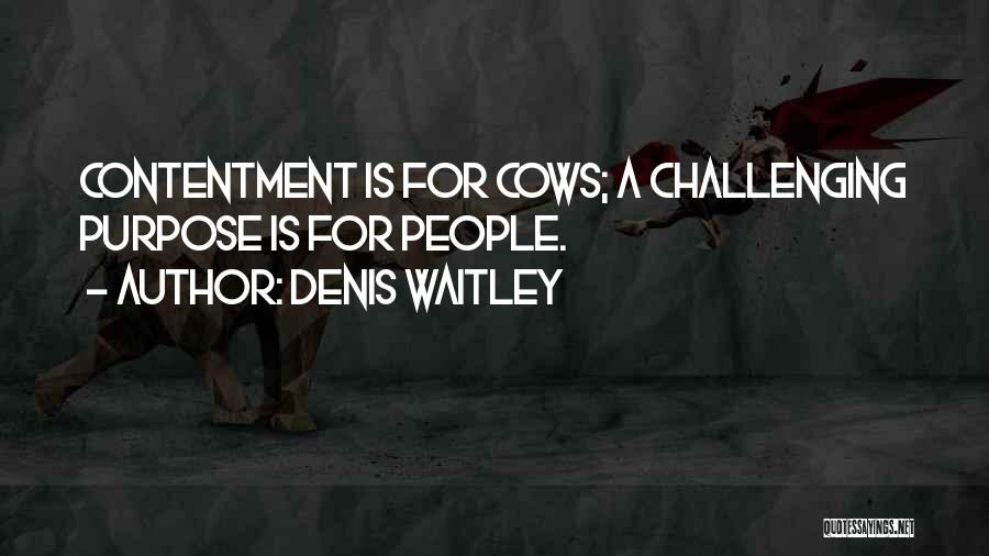 Denis Waitley Quotes: Contentment Is For Cows; A Challenging Purpose Is For People.
