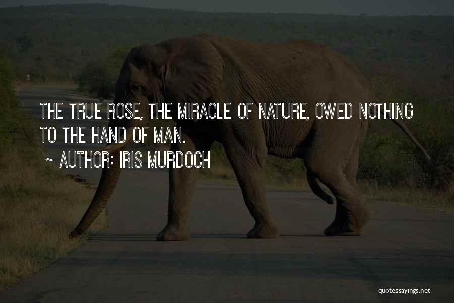 Iris Murdoch Quotes: The True Rose, The Miracle Of Nature, Owed Nothing To The Hand Of Man.
