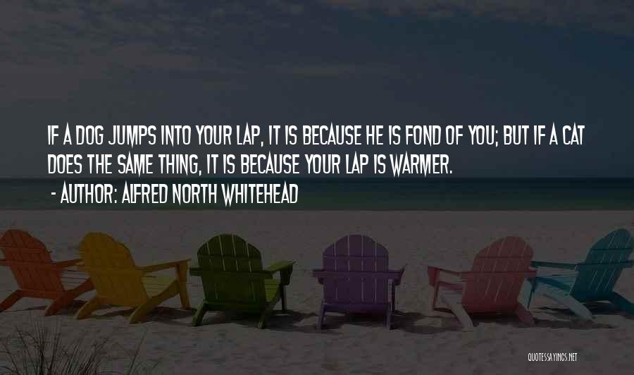 Alfred North Whitehead Quotes: If A Dog Jumps Into Your Lap, It Is Because He Is Fond Of You; But If A Cat Does