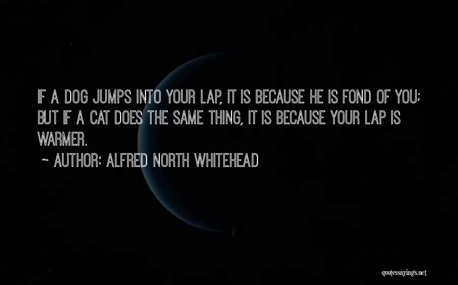 Alfred North Whitehead Quotes: If A Dog Jumps Into Your Lap, It Is Because He Is Fond Of You; But If A Cat Does