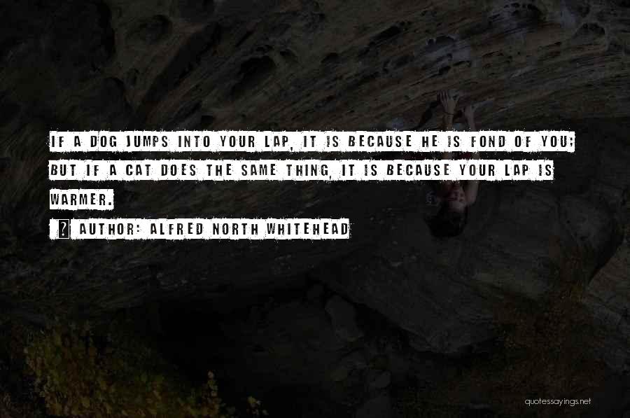 Alfred North Whitehead Quotes: If A Dog Jumps Into Your Lap, It Is Because He Is Fond Of You; But If A Cat Does