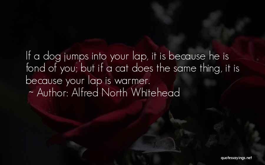 Alfred North Whitehead Quotes: If A Dog Jumps Into Your Lap, It Is Because He Is Fond Of You; But If A Cat Does