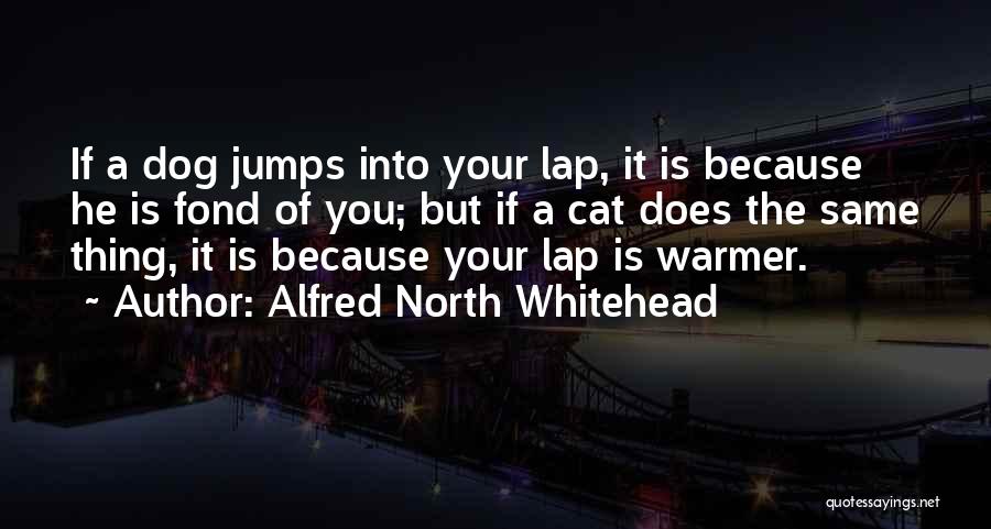 Alfred North Whitehead Quotes: If A Dog Jumps Into Your Lap, It Is Because He Is Fond Of You; But If A Cat Does