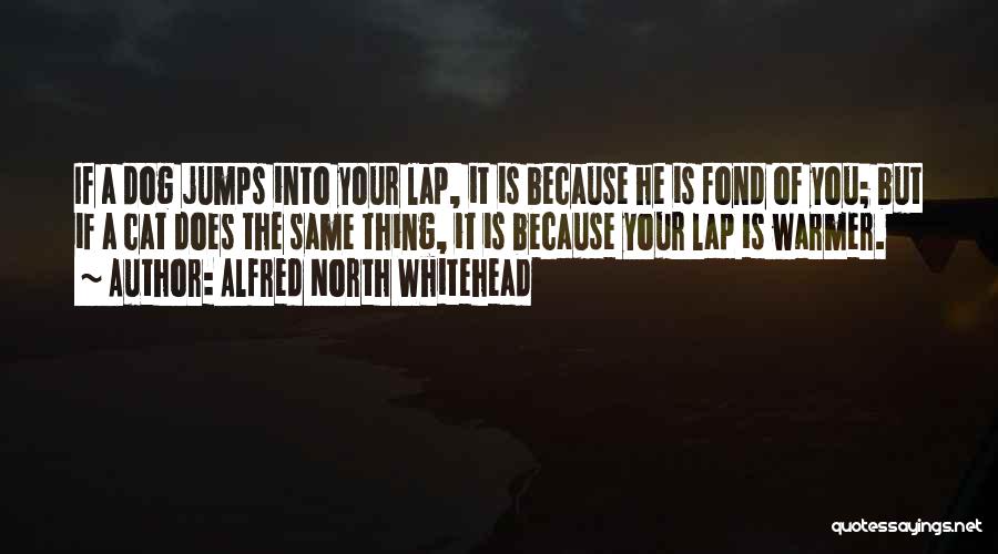 Alfred North Whitehead Quotes: If A Dog Jumps Into Your Lap, It Is Because He Is Fond Of You; But If A Cat Does