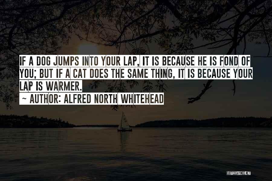 Alfred North Whitehead Quotes: If A Dog Jumps Into Your Lap, It Is Because He Is Fond Of You; But If A Cat Does