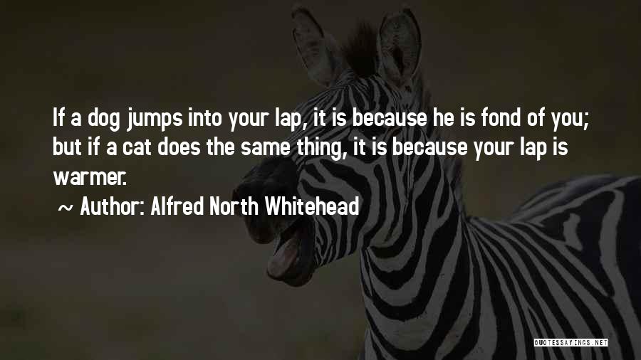 Alfred North Whitehead Quotes: If A Dog Jumps Into Your Lap, It Is Because He Is Fond Of You; But If A Cat Does