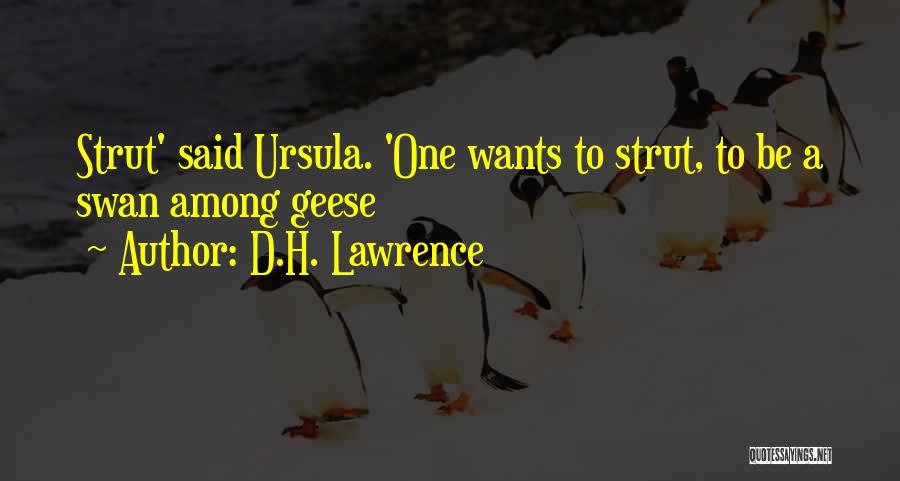 D.H. Lawrence Quotes: Strut' Said Ursula. 'one Wants To Strut, To Be A Swan Among Geese