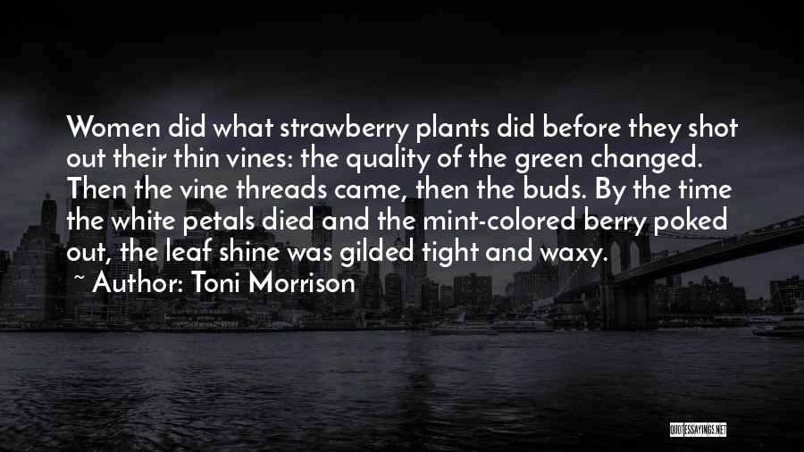 Toni Morrison Quotes: Women Did What Strawberry Plants Did Before They Shot Out Their Thin Vines: The Quality Of The Green Changed. Then