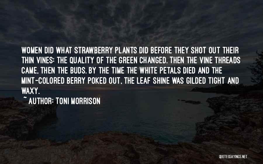 Toni Morrison Quotes: Women Did What Strawberry Plants Did Before They Shot Out Their Thin Vines: The Quality Of The Green Changed. Then