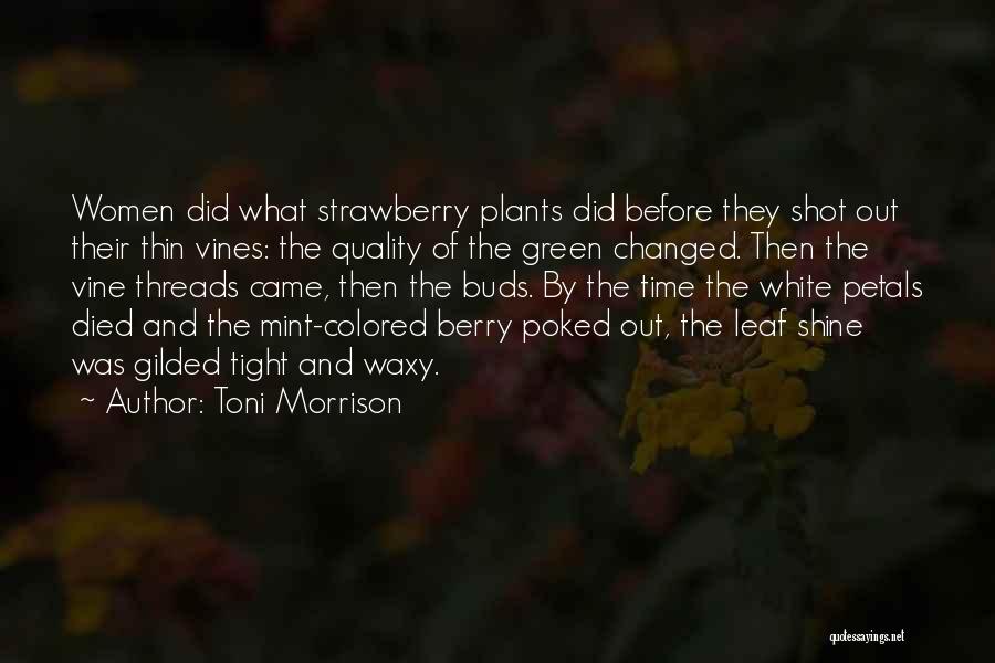 Toni Morrison Quotes: Women Did What Strawberry Plants Did Before They Shot Out Their Thin Vines: The Quality Of The Green Changed. Then