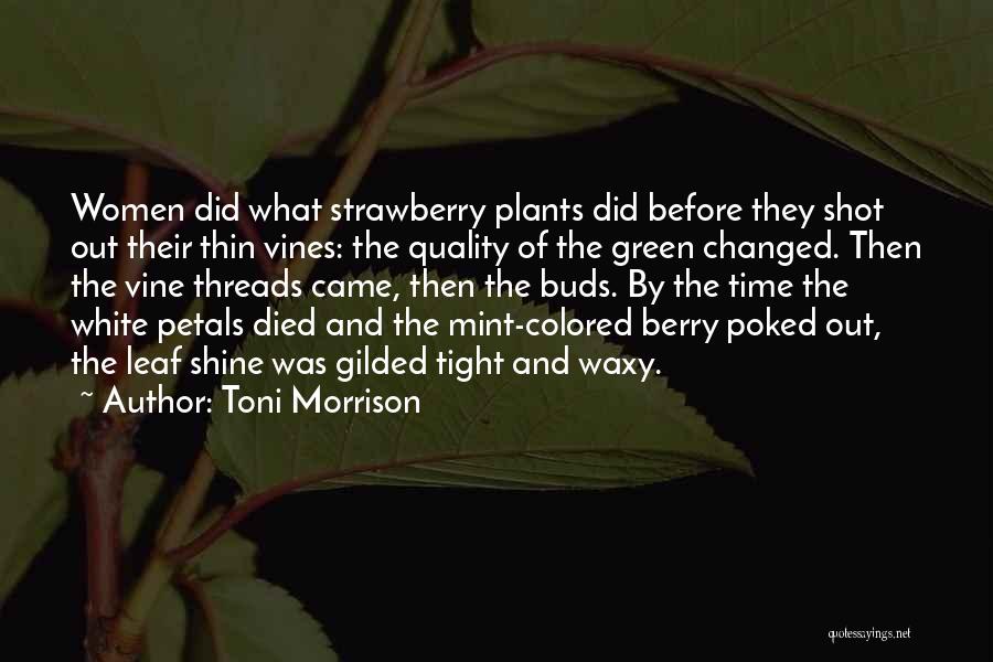 Toni Morrison Quotes: Women Did What Strawberry Plants Did Before They Shot Out Their Thin Vines: The Quality Of The Green Changed. Then