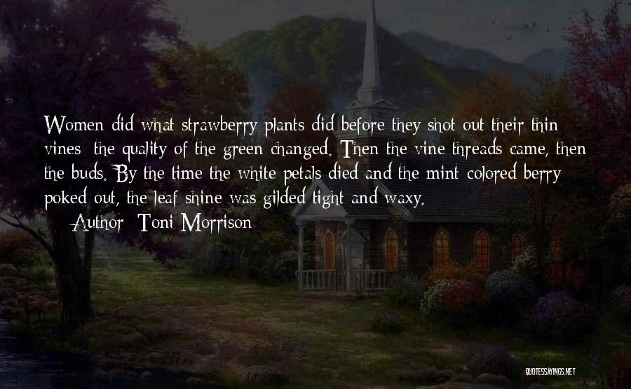 Toni Morrison Quotes: Women Did What Strawberry Plants Did Before They Shot Out Their Thin Vines: The Quality Of The Green Changed. Then