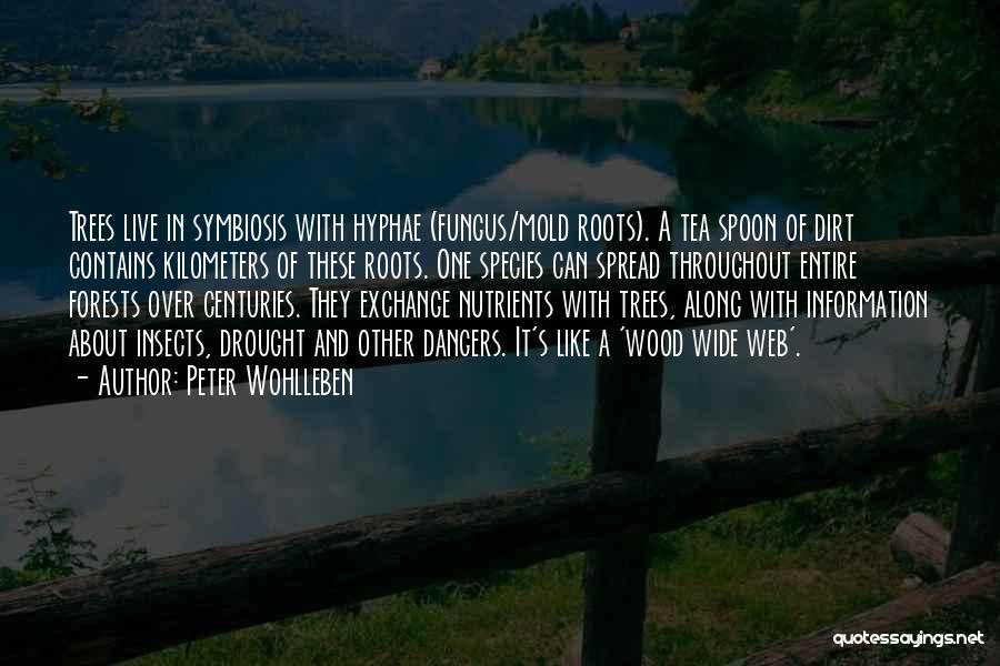 Peter Wohlleben Quotes: Trees Live In Symbiosis With Hyphae (fungus/mold Roots). A Tea Spoon Of Dirt Contains Kilometers Of These Roots. One Species