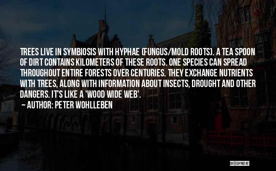 Peter Wohlleben Quotes: Trees Live In Symbiosis With Hyphae (fungus/mold Roots). A Tea Spoon Of Dirt Contains Kilometers Of These Roots. One Species