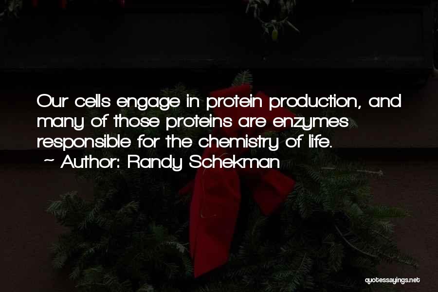 Randy Schekman Quotes: Our Cells Engage In Protein Production, And Many Of Those Proteins Are Enzymes Responsible For The Chemistry Of Life.