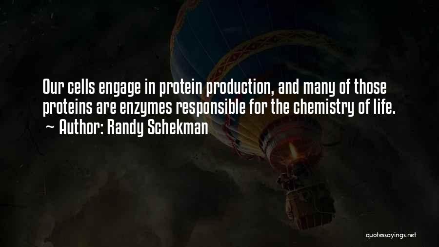 Randy Schekman Quotes: Our Cells Engage In Protein Production, And Many Of Those Proteins Are Enzymes Responsible For The Chemistry Of Life.