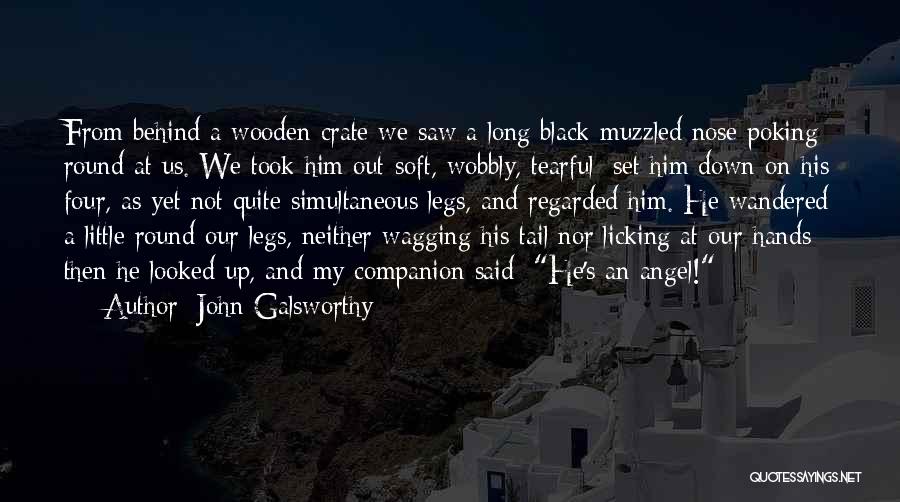 John Galsworthy Quotes: From Behind A Wooden Crate We Saw A Long Black-muzzled Nose Poking Round At Us. We Took Him Out-soft, Wobbly,