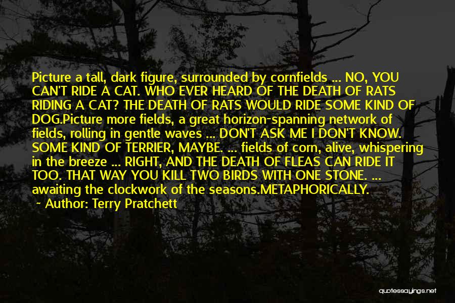 Terry Pratchett Quotes: Picture A Tall, Dark Figure, Surrounded By Cornfields ... No, You Can't Ride A Cat. Who Ever Heard Of The