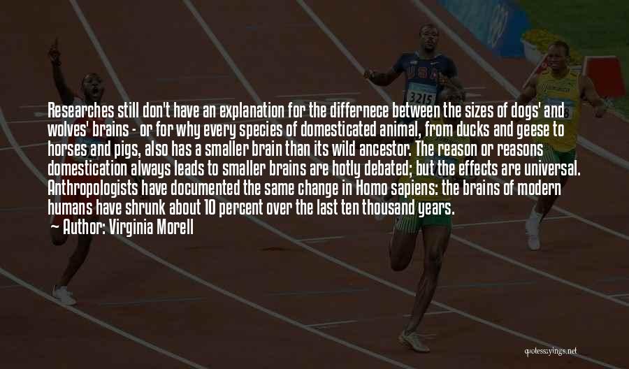 Virginia Morell Quotes: Researches Still Don't Have An Explanation For The Differnece Between The Sizes Of Dogs' And Wolves' Brains - Or For