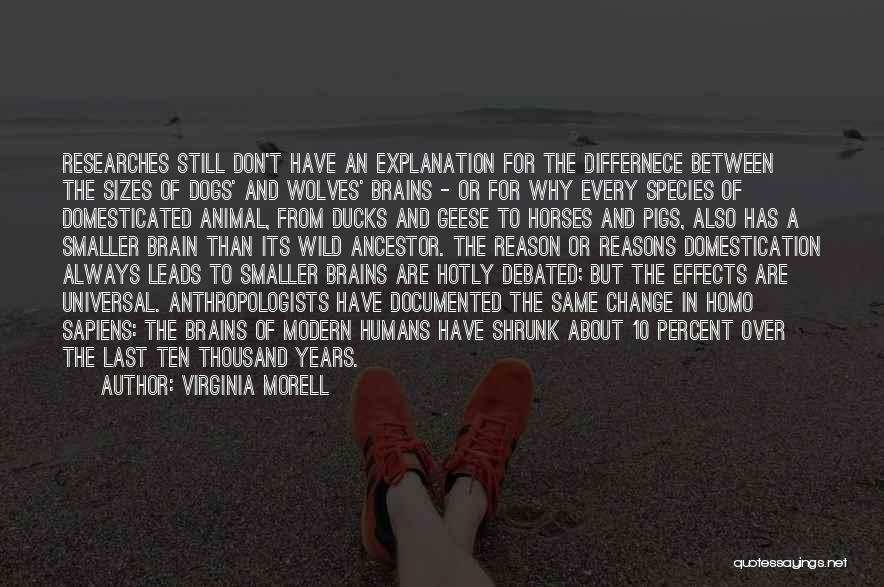 Virginia Morell Quotes: Researches Still Don't Have An Explanation For The Differnece Between The Sizes Of Dogs' And Wolves' Brains - Or For