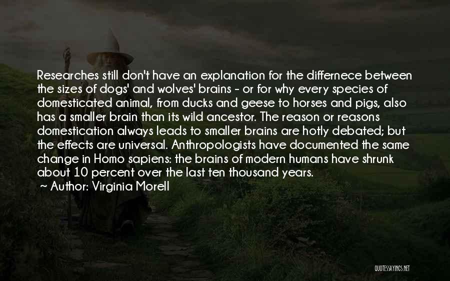 Virginia Morell Quotes: Researches Still Don't Have An Explanation For The Differnece Between The Sizes Of Dogs' And Wolves' Brains - Or For