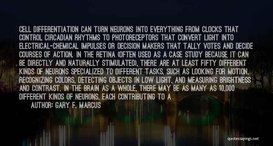 Gary F. Marcus Quotes: Cell Differentiation Can Turn Neurons Into Everything From Clocks That Control Circadian Rhythms To Photoreceptors That Convert Light Into Electrical-chemical