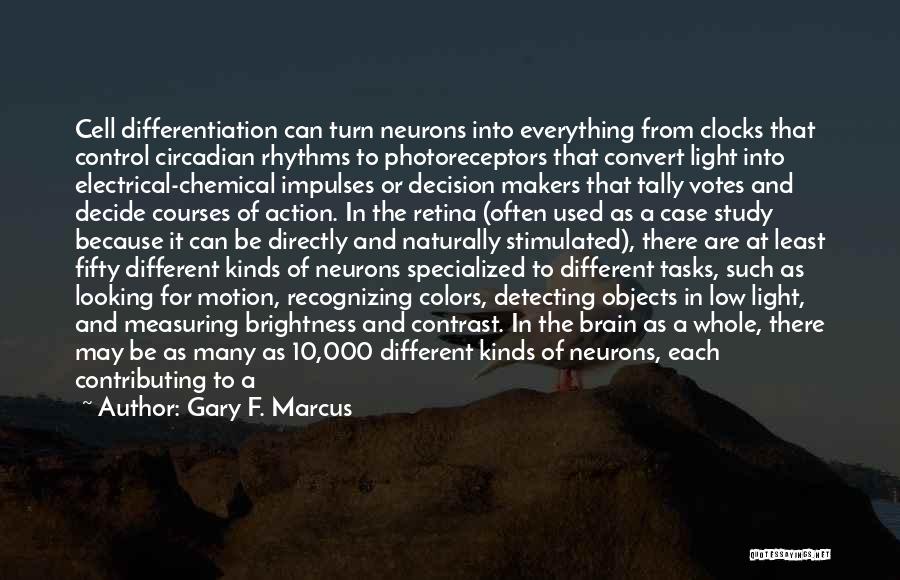 Gary F. Marcus Quotes: Cell Differentiation Can Turn Neurons Into Everything From Clocks That Control Circadian Rhythms To Photoreceptors That Convert Light Into Electrical-chemical