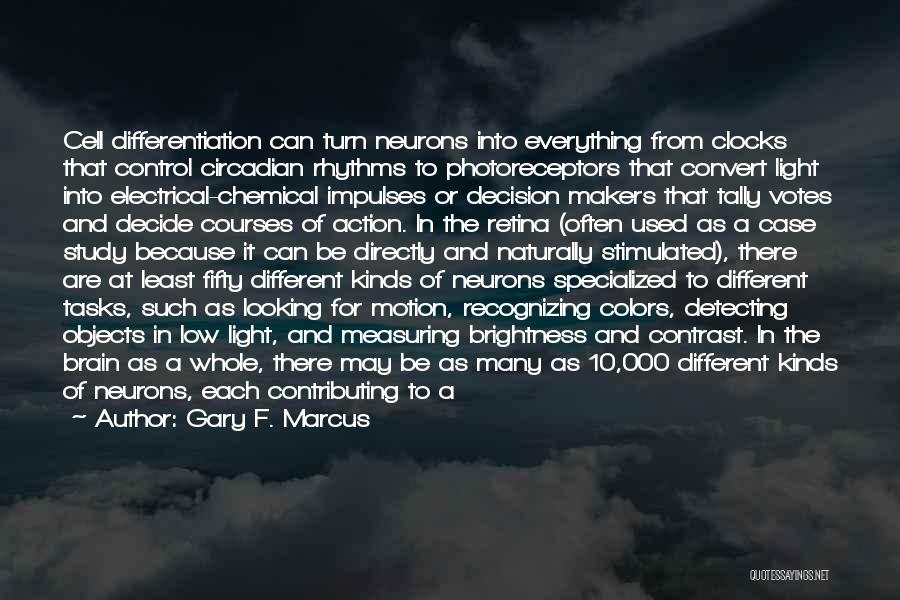 Gary F. Marcus Quotes: Cell Differentiation Can Turn Neurons Into Everything From Clocks That Control Circadian Rhythms To Photoreceptors That Convert Light Into Electrical-chemical