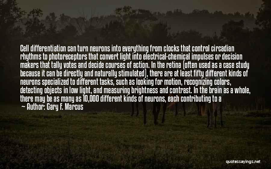 Gary F. Marcus Quotes: Cell Differentiation Can Turn Neurons Into Everything From Clocks That Control Circadian Rhythms To Photoreceptors That Convert Light Into Electrical-chemical