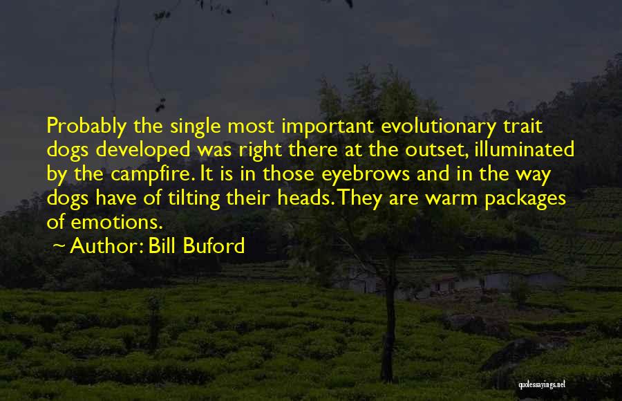 Bill Buford Quotes: Probably The Single Most Important Evolutionary Trait Dogs Developed Was Right There At The Outset, Illuminated By The Campfire. It