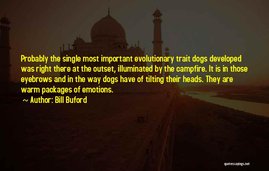 Bill Buford Quotes: Probably The Single Most Important Evolutionary Trait Dogs Developed Was Right There At The Outset, Illuminated By The Campfire. It