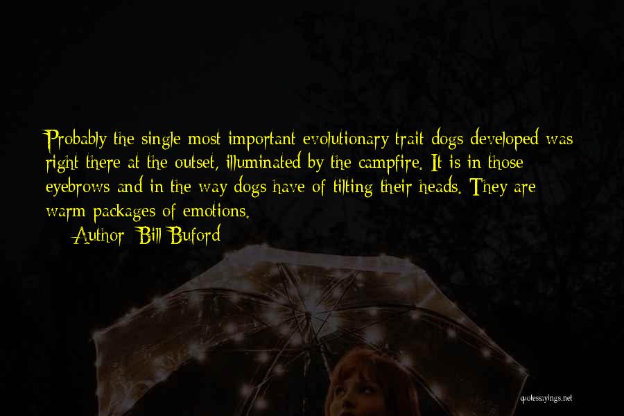 Bill Buford Quotes: Probably The Single Most Important Evolutionary Trait Dogs Developed Was Right There At The Outset, Illuminated By The Campfire. It