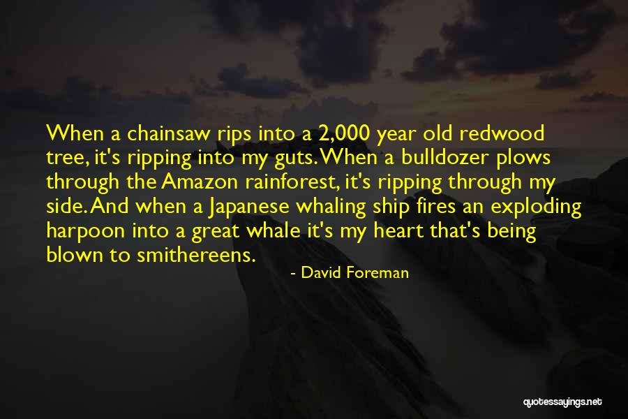 2 Year Old Quotes By David Foreman