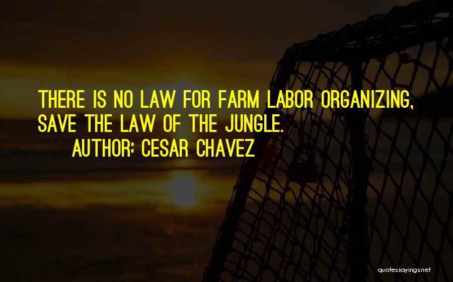 Cesar Chavez Quotes: There Is No Law For Farm Labor Organizing, Save The Law Of The Jungle.