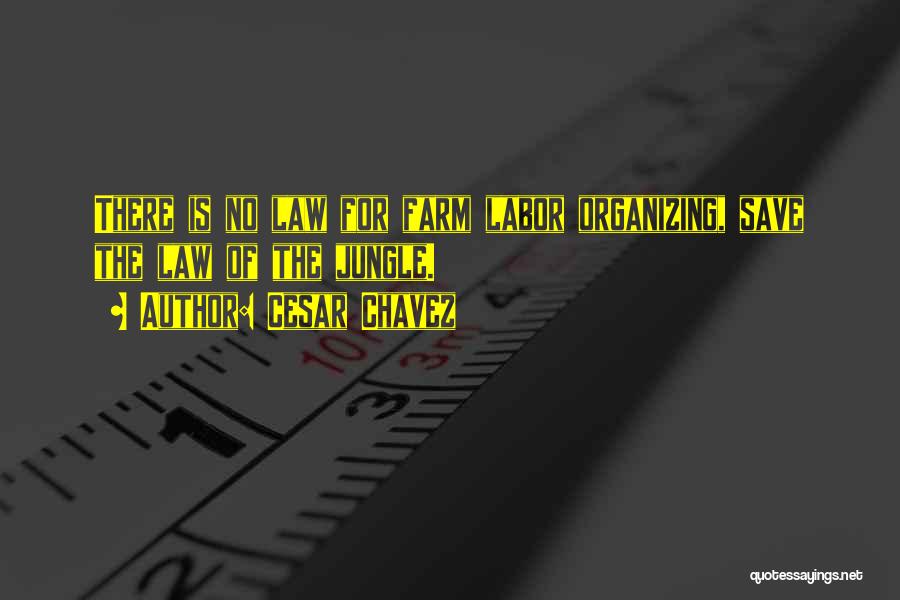 Cesar Chavez Quotes: There Is No Law For Farm Labor Organizing, Save The Law Of The Jungle.