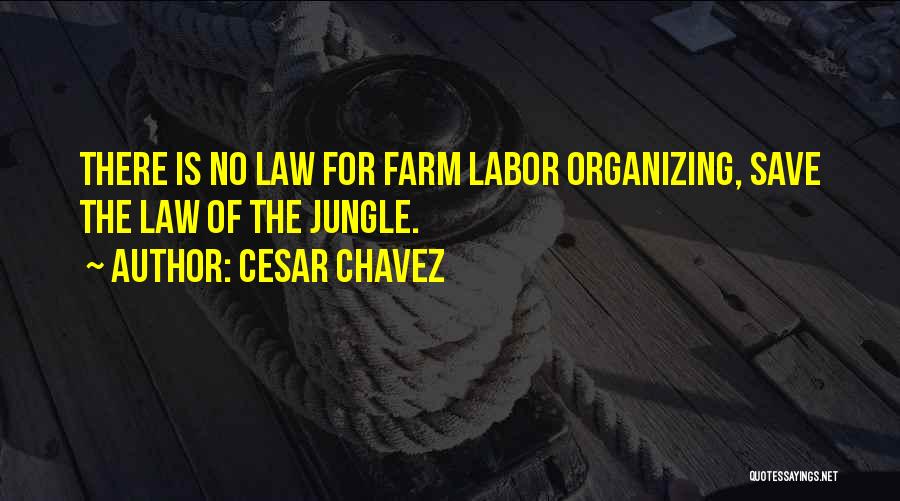 Cesar Chavez Quotes: There Is No Law For Farm Labor Organizing, Save The Law Of The Jungle.