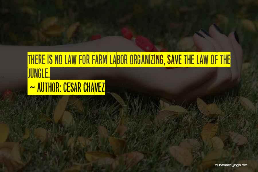 Cesar Chavez Quotes: There Is No Law For Farm Labor Organizing, Save The Law Of The Jungle.