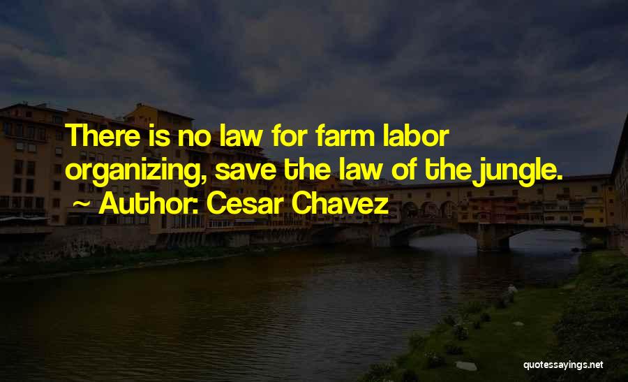 Cesar Chavez Quotes: There Is No Law For Farm Labor Organizing, Save The Law Of The Jungle.