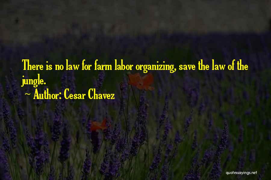 Cesar Chavez Quotes: There Is No Law For Farm Labor Organizing, Save The Law Of The Jungle.