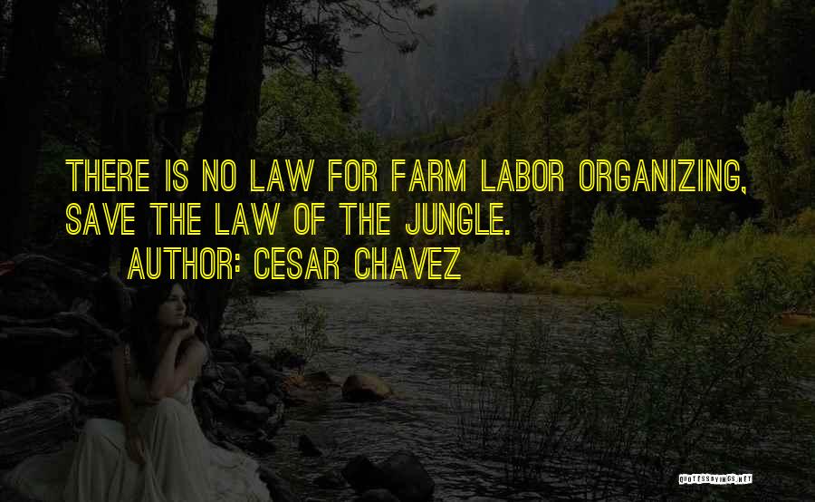 Cesar Chavez Quotes: There Is No Law For Farm Labor Organizing, Save The Law Of The Jungle.