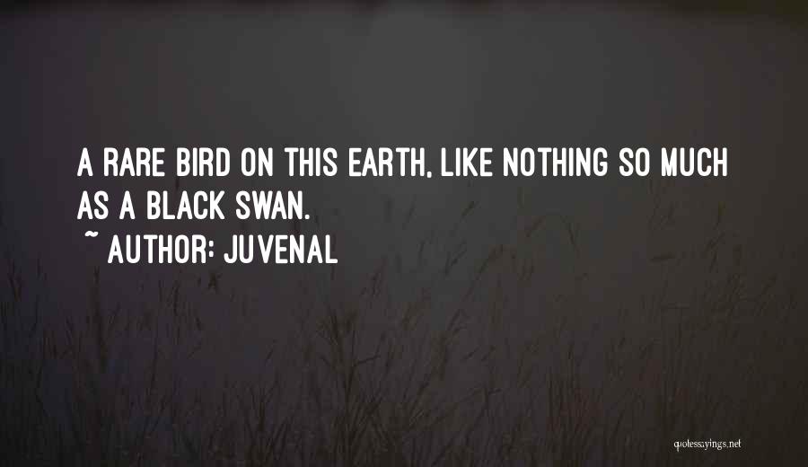 Juvenal Quotes: A Rare Bird On This Earth, Like Nothing So Much As A Black Swan.