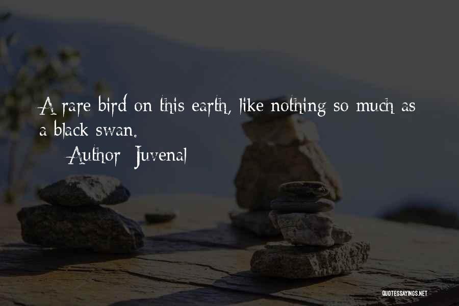 Juvenal Quotes: A Rare Bird On This Earth, Like Nothing So Much As A Black Swan.