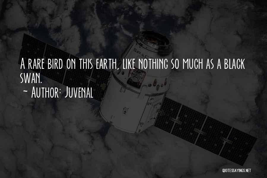 Juvenal Quotes: A Rare Bird On This Earth, Like Nothing So Much As A Black Swan.