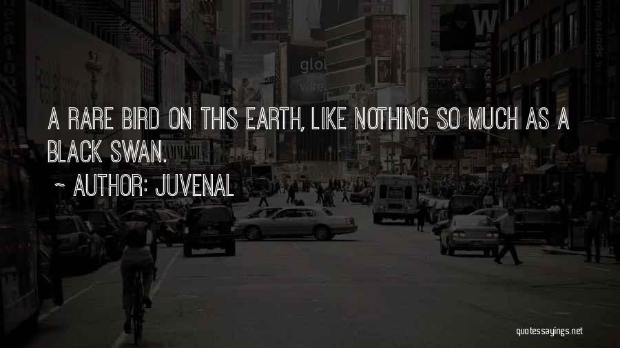 Juvenal Quotes: A Rare Bird On This Earth, Like Nothing So Much As A Black Swan.