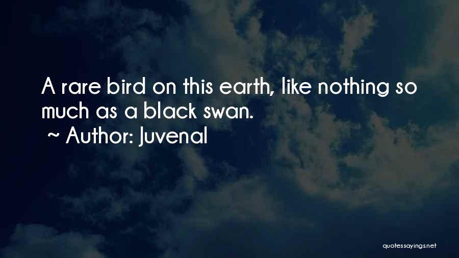 Juvenal Quotes: A Rare Bird On This Earth, Like Nothing So Much As A Black Swan.