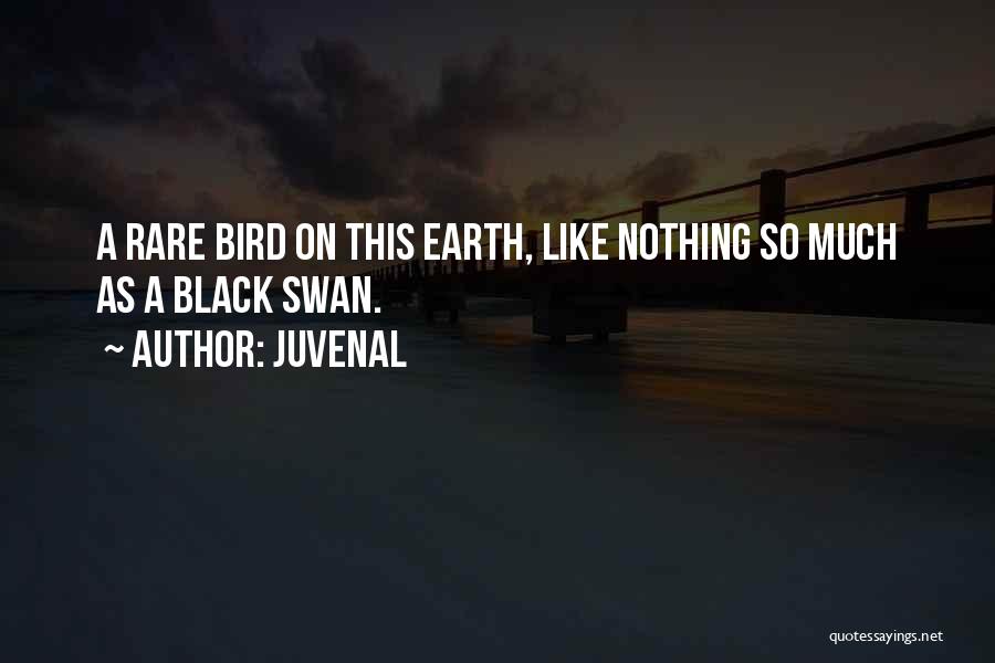 Juvenal Quotes: A Rare Bird On This Earth, Like Nothing So Much As A Black Swan.