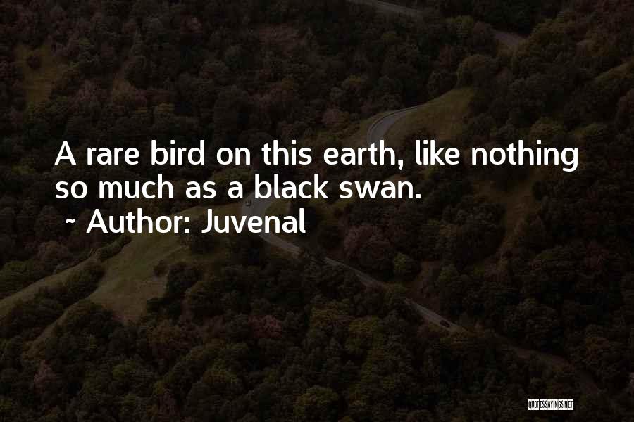 Juvenal Quotes: A Rare Bird On This Earth, Like Nothing So Much As A Black Swan.