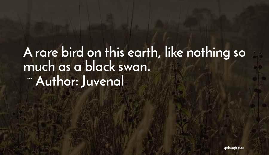 Juvenal Quotes: A Rare Bird On This Earth, Like Nothing So Much As A Black Swan.