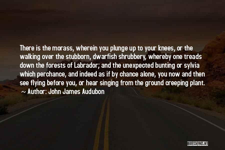 John James Audubon Quotes: There Is The Morass, Wherein You Plunge Up To Your Knees, Or The Walking Over The Stubborn, Dwarfish Shrubbery, Whereby